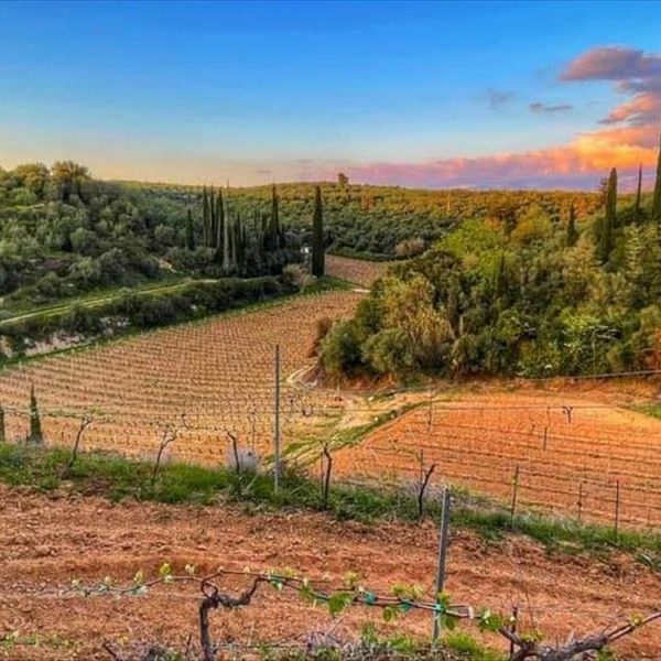 Η Οινοποιία Ψαρούλη δίνει το παρών στο WSPC Open Day – Messinia Terroirs Wines