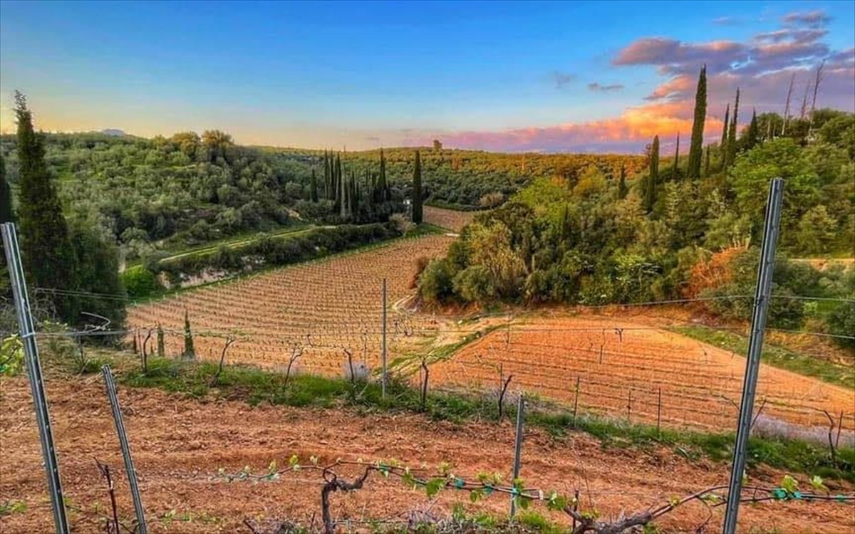 Η Οινοποιία Ψαρούλη δίνει το παρών στο WSPC Open Day – Messinia Terroirs Wines