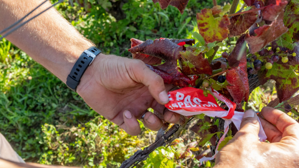 Τεχνητή νοημοσύνη απέναντι στη flavescence dorée στους αμπελώνες της Καμπανίας