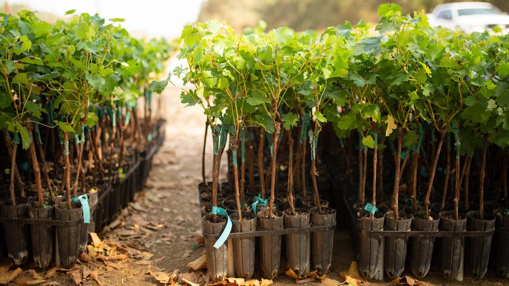 Σε εννέα αμπελουργικές ζώνες τα 6.492,7 στρέμματα νέων αδειών φύτευσης