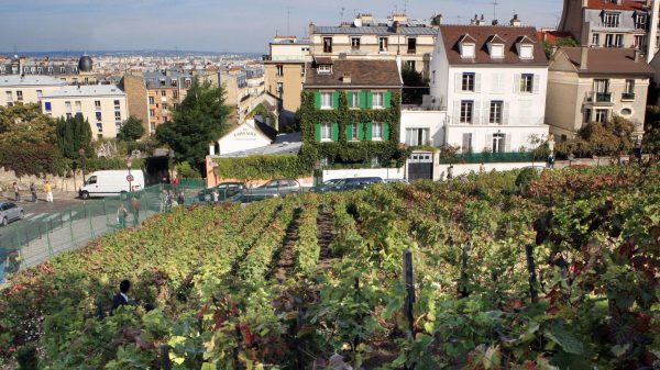 Ο αμπελώνας της Μονμάρτης που κρατά ζωντανή την οινική ιστορία του Παρισιού