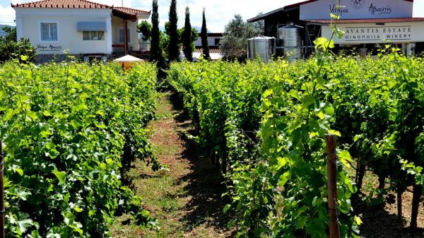 Το Κτήμα Αβαντίς εντάσσεται στο χαρτοφυλάκιο Oenothèque της ΑΜΒΥΞ