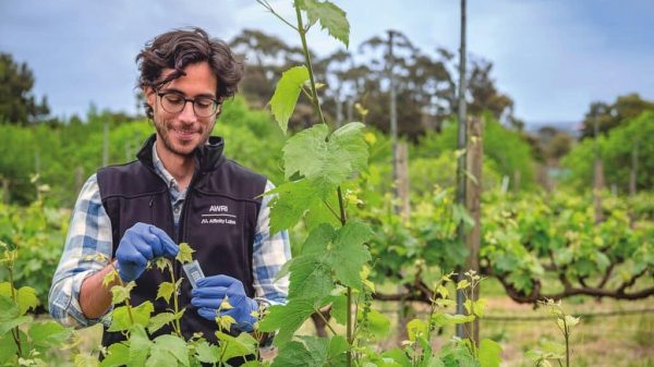 Μελέτη αρχαίου DNA χαρτογραφεί την πορεία της αμπέλου στη Γαλλία