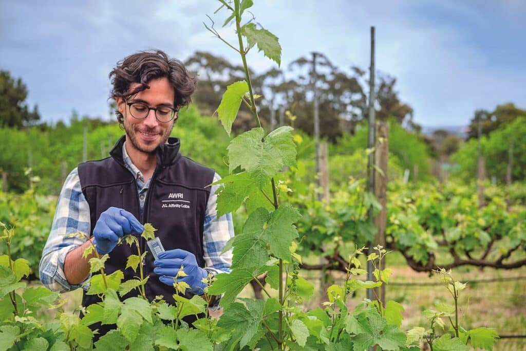 Μελέτη αρχαίου DNA χαρτογραφεί την πορεία της αμπέλου στη Γαλλία