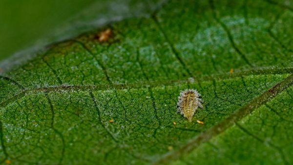 Η επιστροφή της φυλλοξήρας φέρνει νέα ερωτήματα για τον παγκόσμιο αμπελώνα