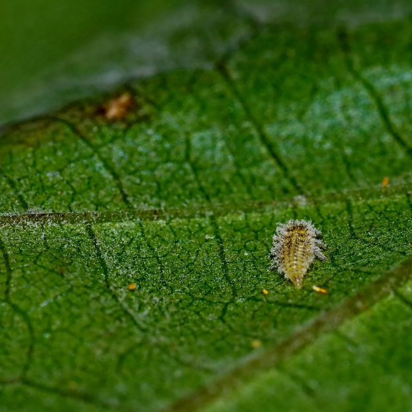 Η επιστροφή της φυλλοξήρας φέρνει νέα ερωτήματα για τον παγκόσμιο αμπελώνα