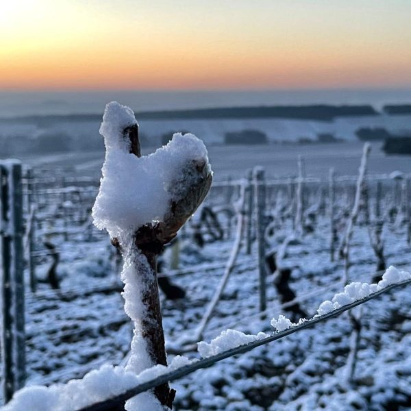 Παγετός ξανά στο Chablis με τους Γάλλους αμπελουργούς σε επιφυλακή