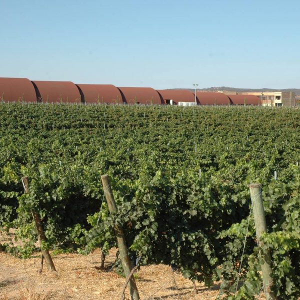 Συνεταιριστικός γίγαντας από τη συγχώνευση ισπανικών οινοποιείων