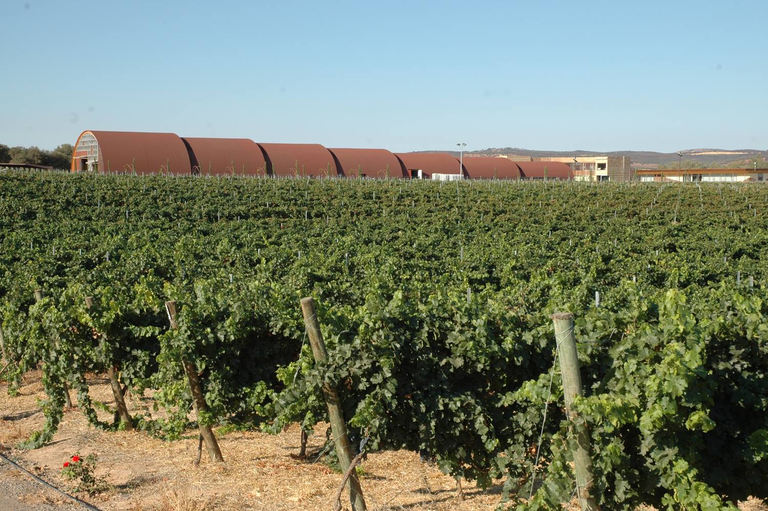 Συνεταιριστικός γίγαντας από τη συγχώνευση ισπανικών οινοποιείων