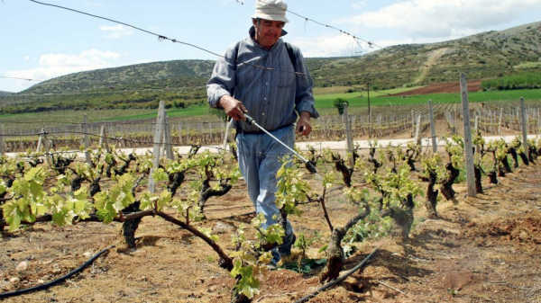 Αμπέλι σε κρίσιμο στάδιο βλάστησης, προειδοποιήσεις για ωίδιο, φόμοψη και ακάρεα