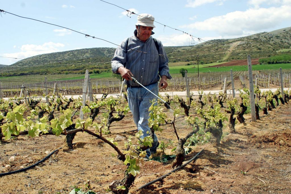 Αμπέλι σε κρίσιμο στάδιο βλάστησης, προειδοποιήσεις για ωίδιο, φόμοψη και ακάρεα