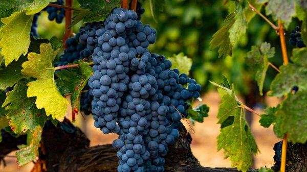 Ο μυστικός κλώνος της ποικιλίας Tempranillo που υπόσχεται υγιέστερα τσαμπιά