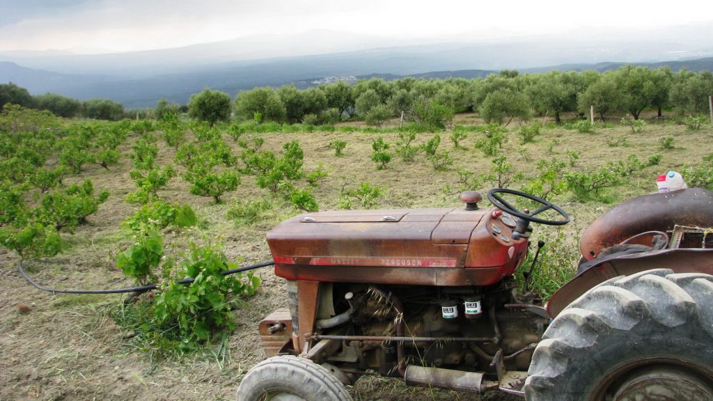 Εγκαταλείφθηκαν την περίοδο 2024/2025 περίπου 6.100 στρέμματα οινάμπελων