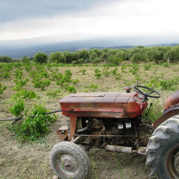 Εγκαταλείφθηκαν την περίοδο 2024/2025 περίπου 6.100 στρέμματα οινάμπελων