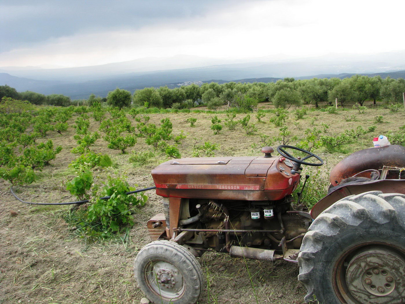 Εγκαταλείφθηκαν την περίοδο 2024/2025 περίπου 6.100 στρέμματα οινάμπελων