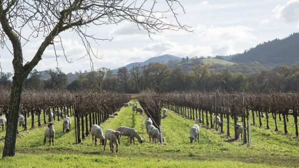 Οικοσύστημα σε αυτάρκεια χτίζει η αναγεννητική γεωργία στον αμπελώνα