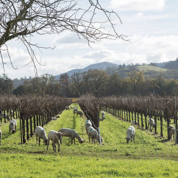 Οικοσύστημα σε αυτάρκεια χτίζει η αναγεννητική γεωργία στον αμπελώνα
