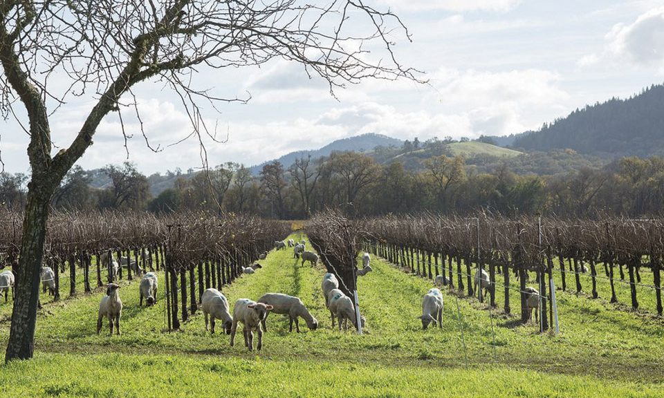 Οικοσύστημα σε αυτάρκεια χτίζει η αναγεννητική γεωργία στον αμπελώνα