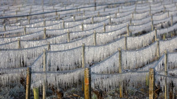 Πρώιμη ανάπτυξη οφθαλμών και παγετός φέρνουν αγωνία στη Καμπανία