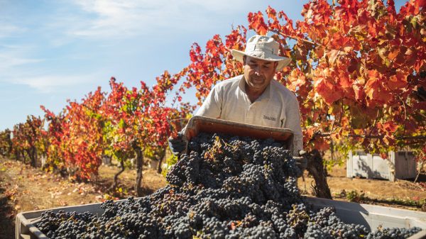 Aναδιάταξη μεγέθους και αποφυγή πλεονασμάτων στις προβλέψεις για τον τρύγο 2026 στο Νότιο Ημισφαίριο