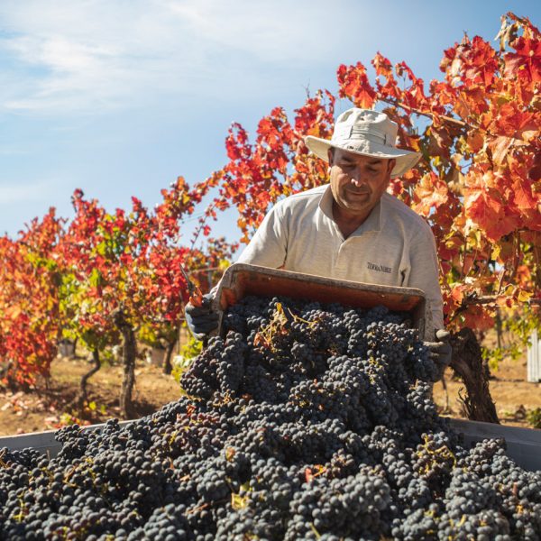Aναδιάταξη μεγέθους και αποφυγή πλεονασμάτων στις προβλέψεις για τον τρύγο 2026 στο Νότιο Ημισφαίριο