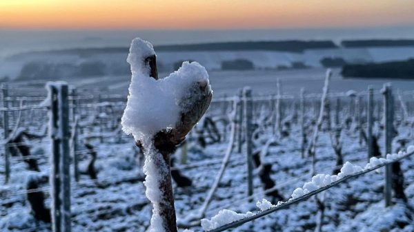 Παγετός ξανά στο Chablis με τους Γάλλους αμπελουργούς σε επιφυλακή