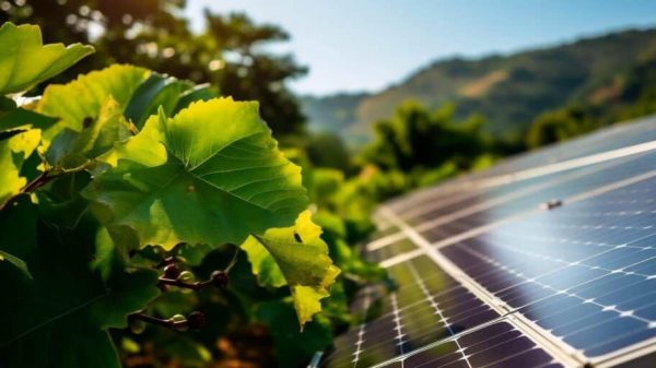 Απειλή για ελληνικό αμπελώνα η ανεξέλεγκτη εγκατάσταση φωτοβολταϊκών ακόμη και σε ζώνες ΠΟΠ-ΠΓΕ