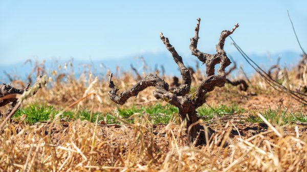 Μέτρα πριν είναι αργά για αγρότες και αμπελουργούς ζητά η ΚΕΟΣΟΕ