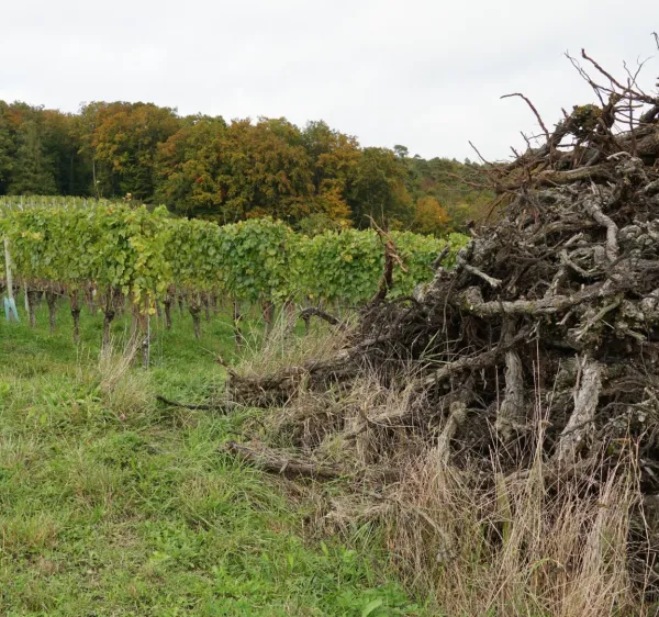 Η Γαλλία προχωρά σε εκρίζωση αμπελώνων για να εξισορροπήσει την αγορά κρασιού