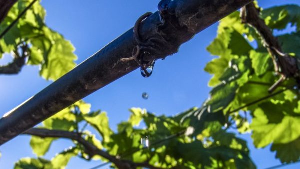 Η επαναχρησιμοποίηση νερού περνά στο επίκεντρο της ισπανικής οινοπαραγωγής