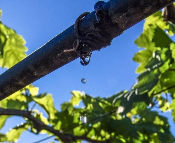 Η επαναχρησιμοποίηση νερού περνά στο επίκεντρο της ισπανικής οινοπαραγωγής