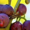 Σφήκες και ζύμες αποκαλύπτουν νέες φυσικές λύσεις προστασίας του κρασιού
