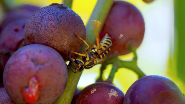 Σφήκες και ζύμες αποκαλύπτουν νέες φυσικές λύσεις προστασίας του κρασιού