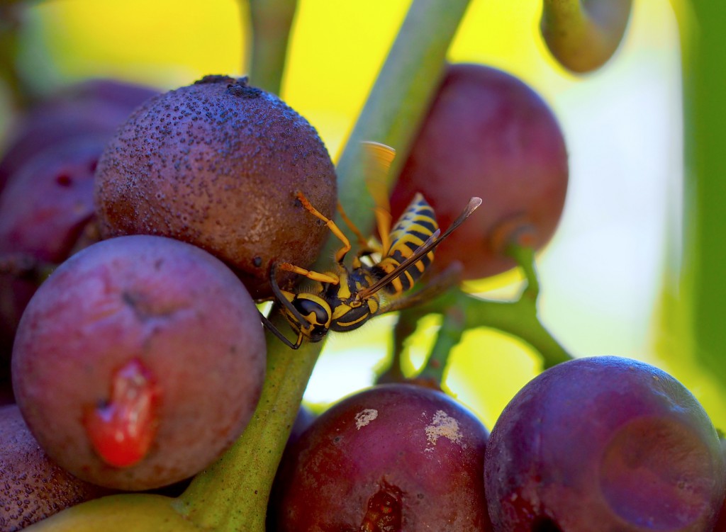 Σφήκες και ζύμες αποκαλύπτουν νέες φυσικές λύσεις προστασίας του κρασιού