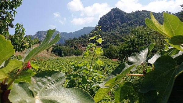 Ο Ερημίτης της βιοδυναμικής καλλιέργειας από την Σάμο