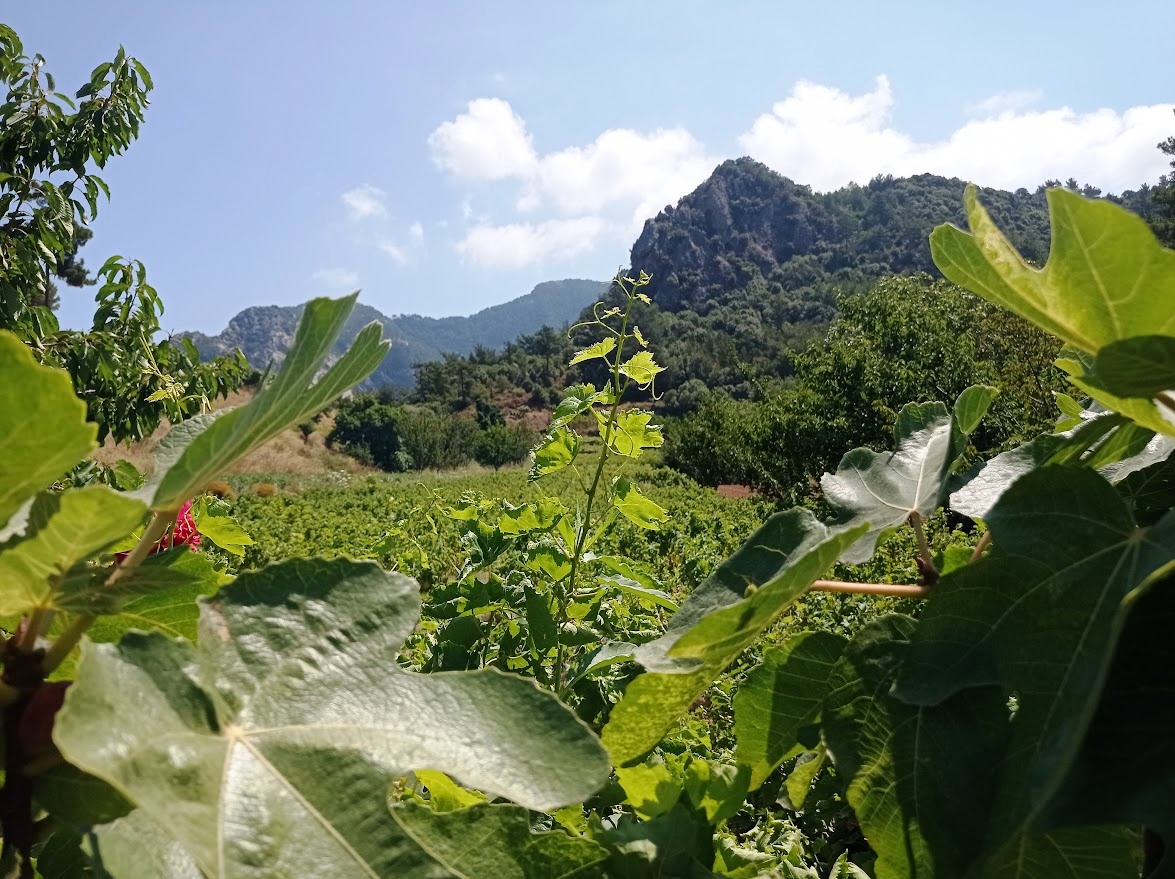 Ο Ερημίτης της βιοδυναμικής καλλιέργειας από την Σάμο