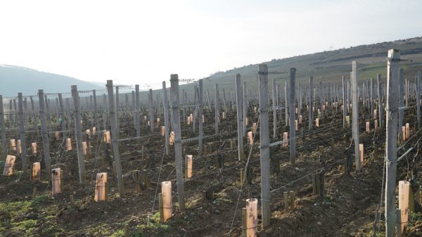 Ψηφιακό εργαλείο αλλάζει την επιλογή υποκειμένων για πιο ανθεκτικούς αμπελώνες