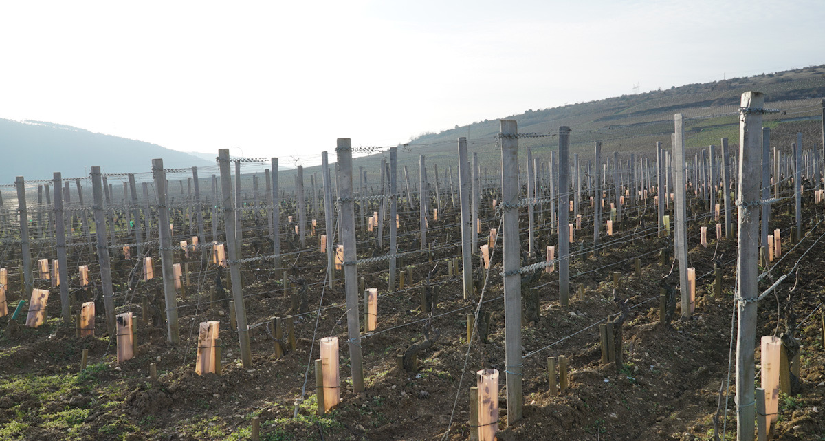 Ψηφιακό εργαλείο αλλάζει την επιλογή υποκειμένων για πιο ανθεκτικούς αμπελώνες