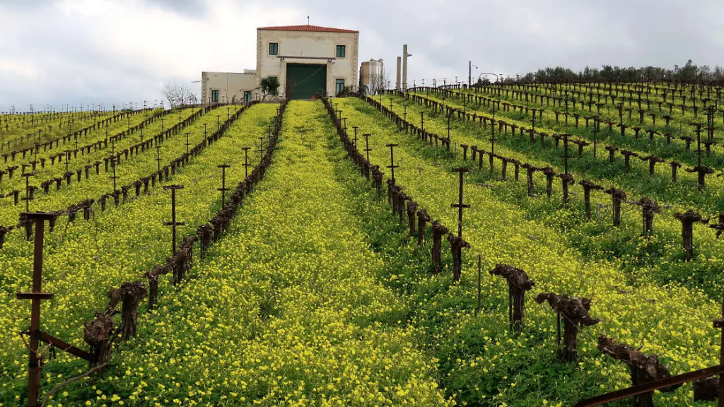 Ασπίδα του αμπελοοινικού τομέα η ΚΕΟΣΟΕ, γιορτάζει στις 6 Μαΐου 75 έτη αδιάλειπτης δράσης
