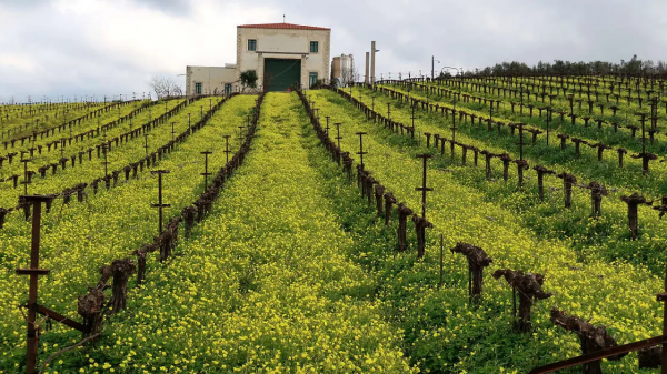 Ασπίδα του αμπελοοινικού τομέα η ΚΕΟΣΟΕ, γιορτάζει στις 6 Μαΐου 75 έτη αδιάλειπτης δράσης