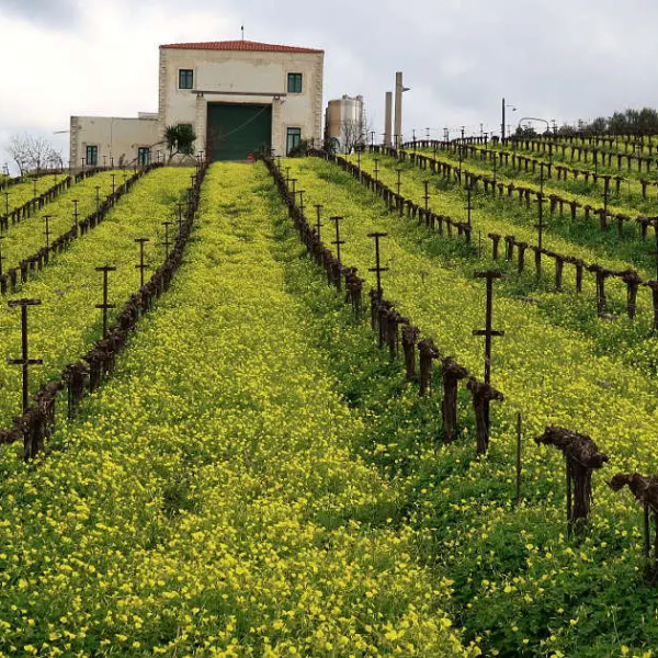 Ασπίδα του αμπελοοινικού τομέα η ΚΕΟΣΟΕ, γιορτάζει στις 6 Μαΐου 75 έτη αδιάλειπτης δράσης