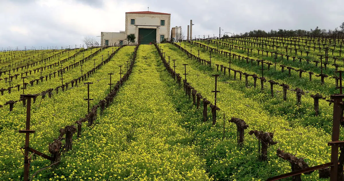 Ασπίδα του αμπελοοινικού τομέα η ΚΕΟΣΟΕ, γιορτάζει στις 6 Μαΐου 75 έτη αδιάλειπτης δράσης
