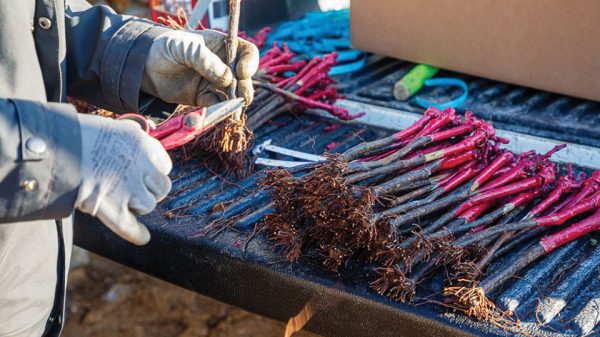 ∆ενδρύλλια, περίφραξη, δονητικό, ψεκαστήρας και στάγδην άρδευση µε καθαρή επιδότηση ύψους 200.000 ευρώ