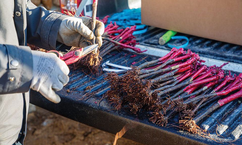 ∆ενδρύλλια, περίφραξη, δονητικό, ψεκαστήρας και στάγδην άρδευση µε καθαρή επιδότηση ύψους 200.000 ευρώ