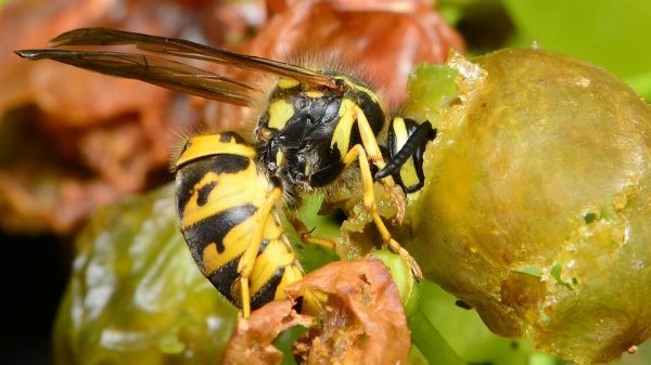 Οι σφήκες και ο αθέατος ρόλος τους στη ζύμωση των σταφυλιών