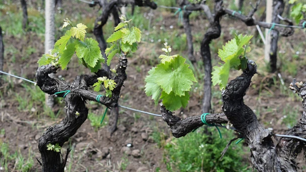 Αυξημένη προσοχή σε περονόσπορο και ωίδιο στους αμπελώνες