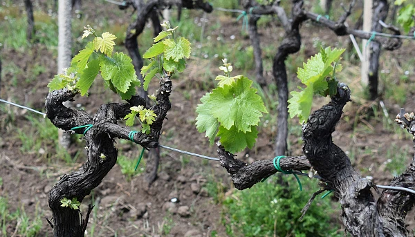 Αυξημένη προσοχή σε περονόσπορο και ωίδιο στους αμπελώνες