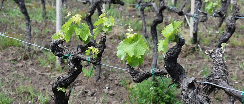 Αυξημένη προσοχή σε περονόσπορο και ωίδιο στους αμπελώνες