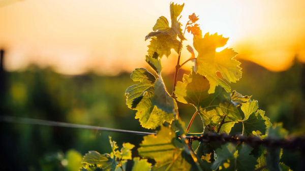 Το μέλλον του κρασιού θα κριθεί από την επιχειρηματική τόλμη