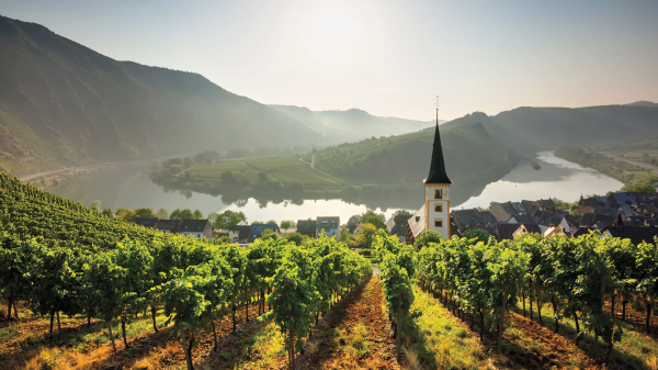 Μειωμένη κατά 2,6% η παραγωγή οίνου στη Γερμανία, λόγω κλιματικών αλλαγών